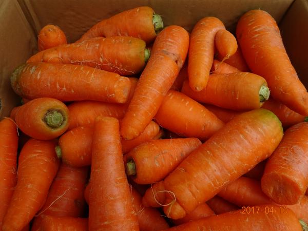 ���Y�@���H�p�@�l�Q�@�@��10kg.